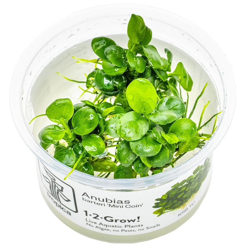 Aquarium Pflanze Anubias barteri 'Mini Coin' Tropica Nr.101B TC in Vitro