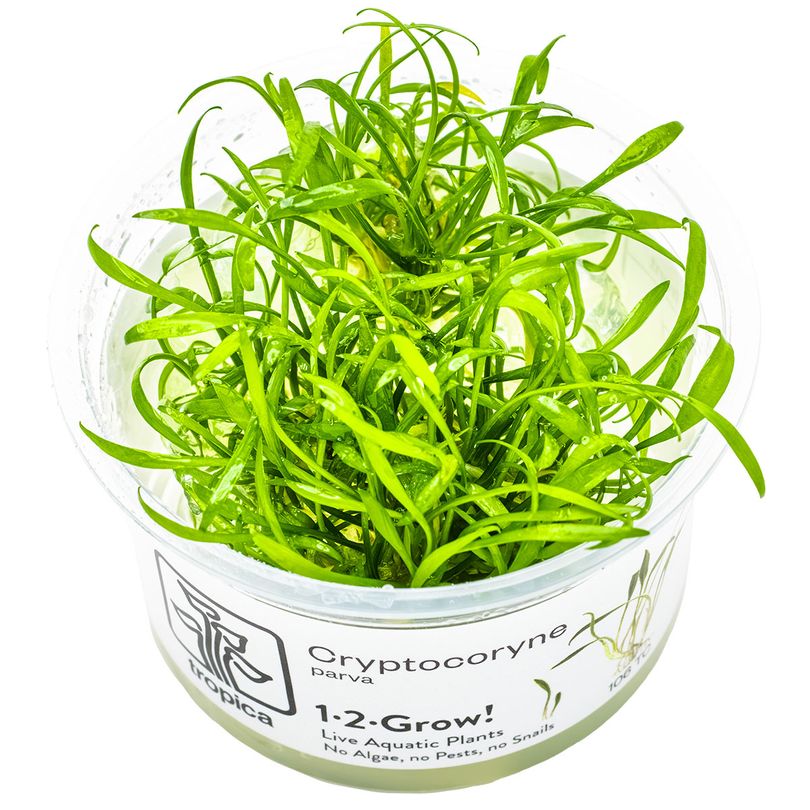 Aquarium Pflanze Cryptocoryne parva Tropica Nr.106 TC in Vitro
