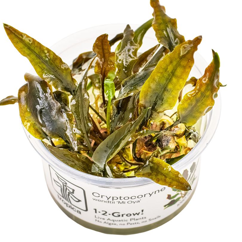 Aquarium Pflanze Cryptocoryne wendtii 'Mi Oya' Tropica Nr.109D TC in Vitro