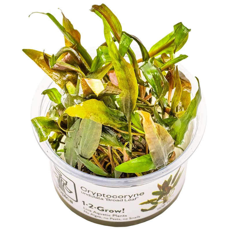 Aquarium Pflanze Cryptocoryne undulata 'Broad Leaf' Tropica Nr.110B TC in Vitro