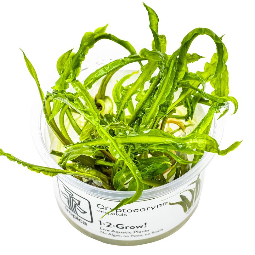 Aquarium Pflanze Cryptocoryne crispatula var. balansae Tropica Nr.125 TC in Vitro