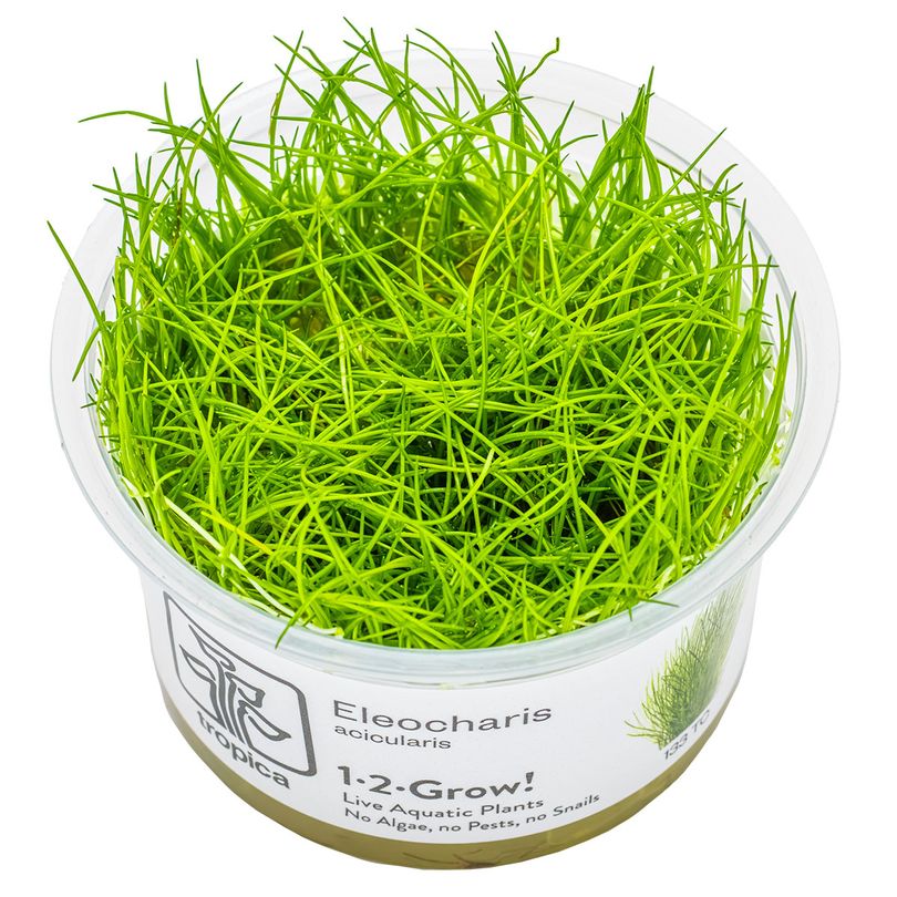Aquarium Pflanze Eleocharis acicularis Tropica Nr.133 TC in Vitro