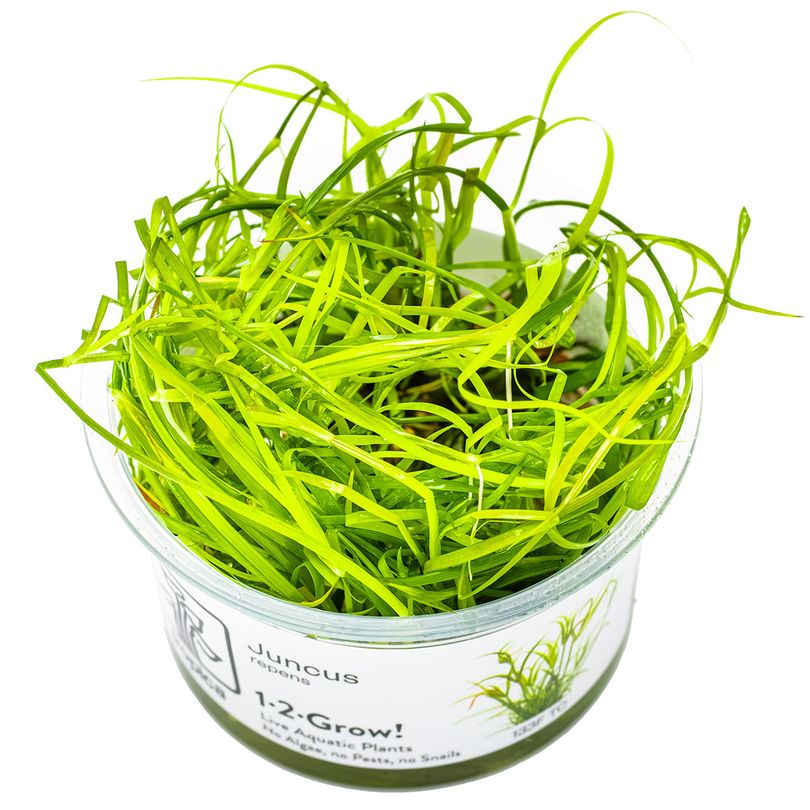 Aquarium Pflanze Juncus repens Tropica Nr.133F TC in Vitro