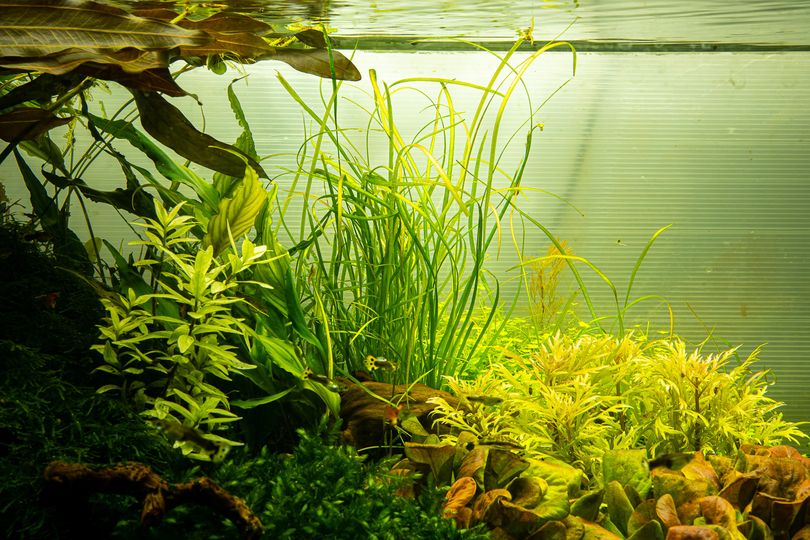 Aquarium Pflanze Sagittaria subulata 'Needle Leaf' Tropica Nr.144 TC in Vitro