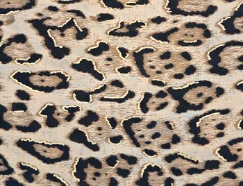 styleBREAKER Damen Schal mit Leoparden Muster und goldenen Metallic Akzenten | weiches langes Tuch mit kurzen Fransen 180 x 88 cm