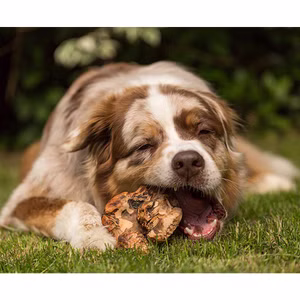 Kauwurzel aus Holz für Hunde Größe XS XL