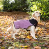Scruffs Thermal Dog Hundewintermantel XXXL