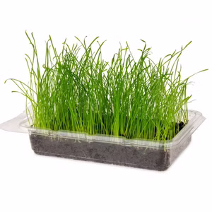 Katzengras Vital Bio 1 Stück