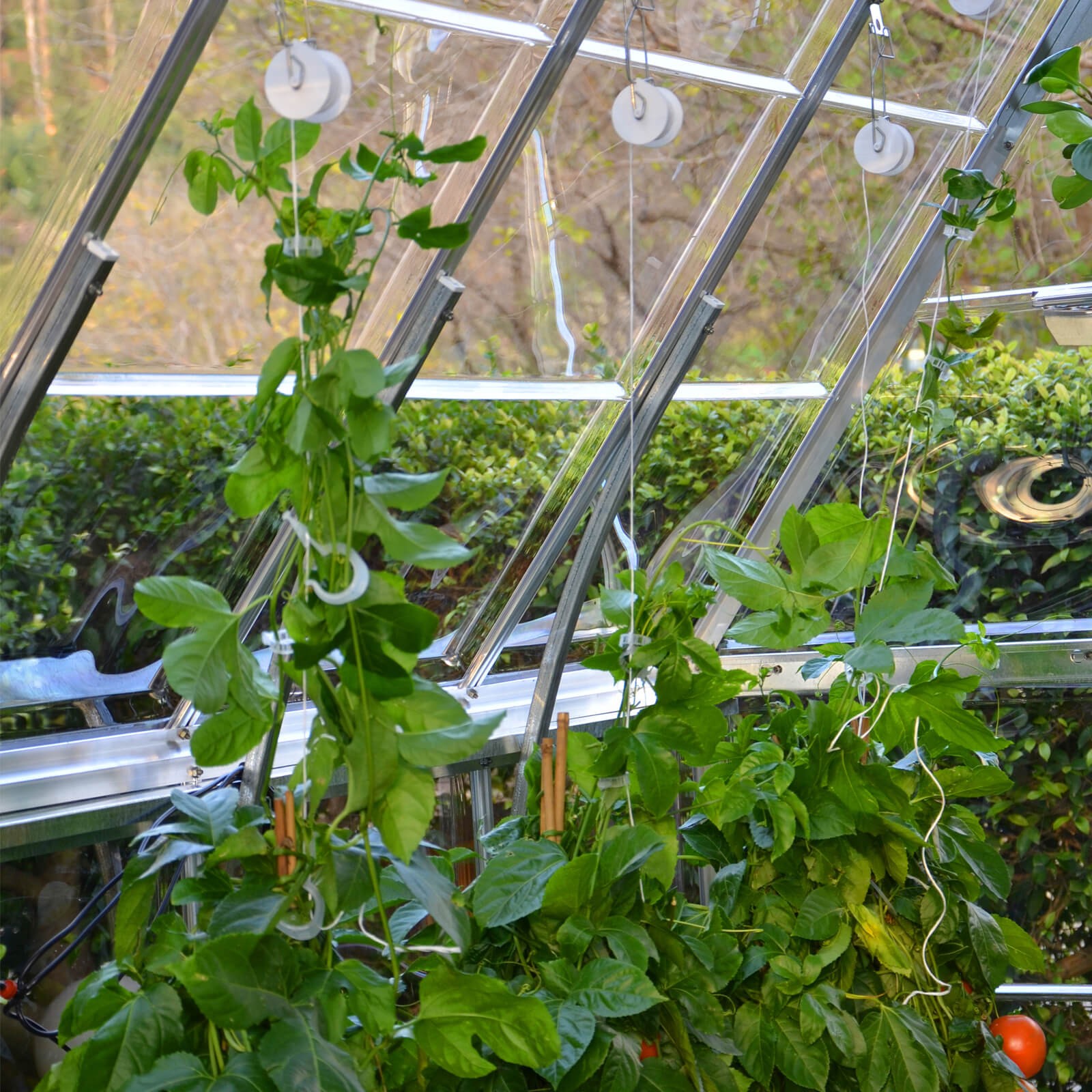 Palram Rankhilfe Tomaten Set Gewächshaus Zubehör