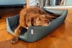 Croozer Hundebett für Dog Tammo - Farbe: Moonlight Black