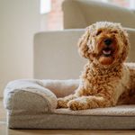 Nobby Pet CALBU Orthopädisches Sofa eckig (100 x 65 cm)