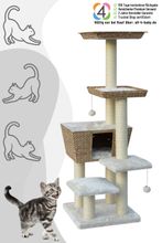 Nobby Kratzbaum Motega