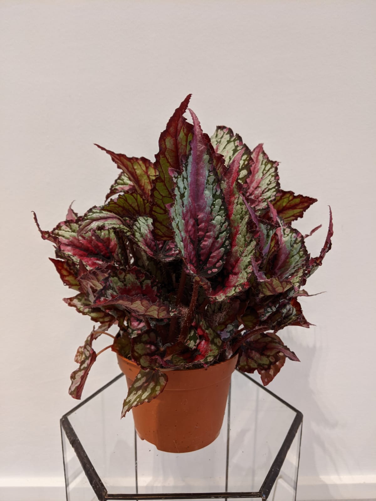 Begonia Rex Salsa Glücksgriff Kassel