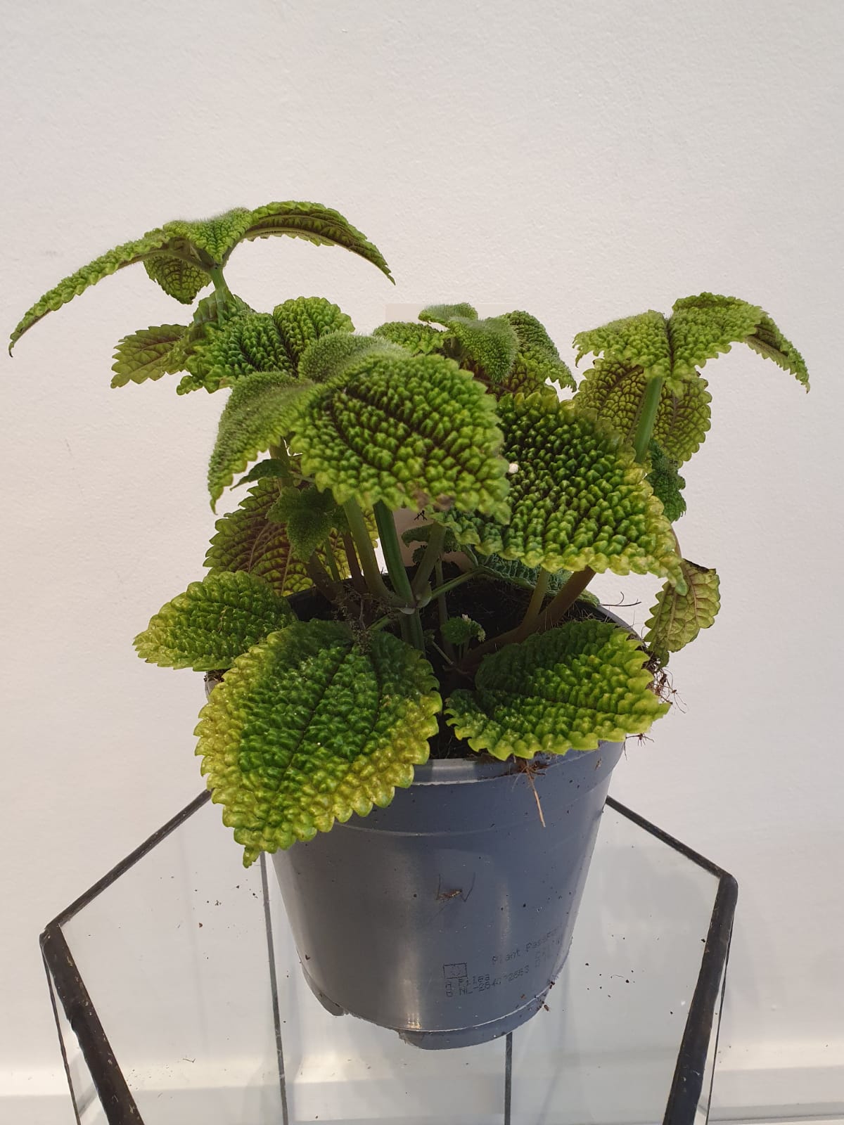 Pilea Involucrata " Moon Valley " Glücksgriff Kassel