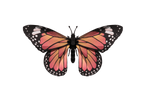 Collecta Monarch Schmetterling Spielfigur – Handbemaltes, Realistisches Modell Im Sunset-Chevron-Muster | Ca. 6,1 Cm