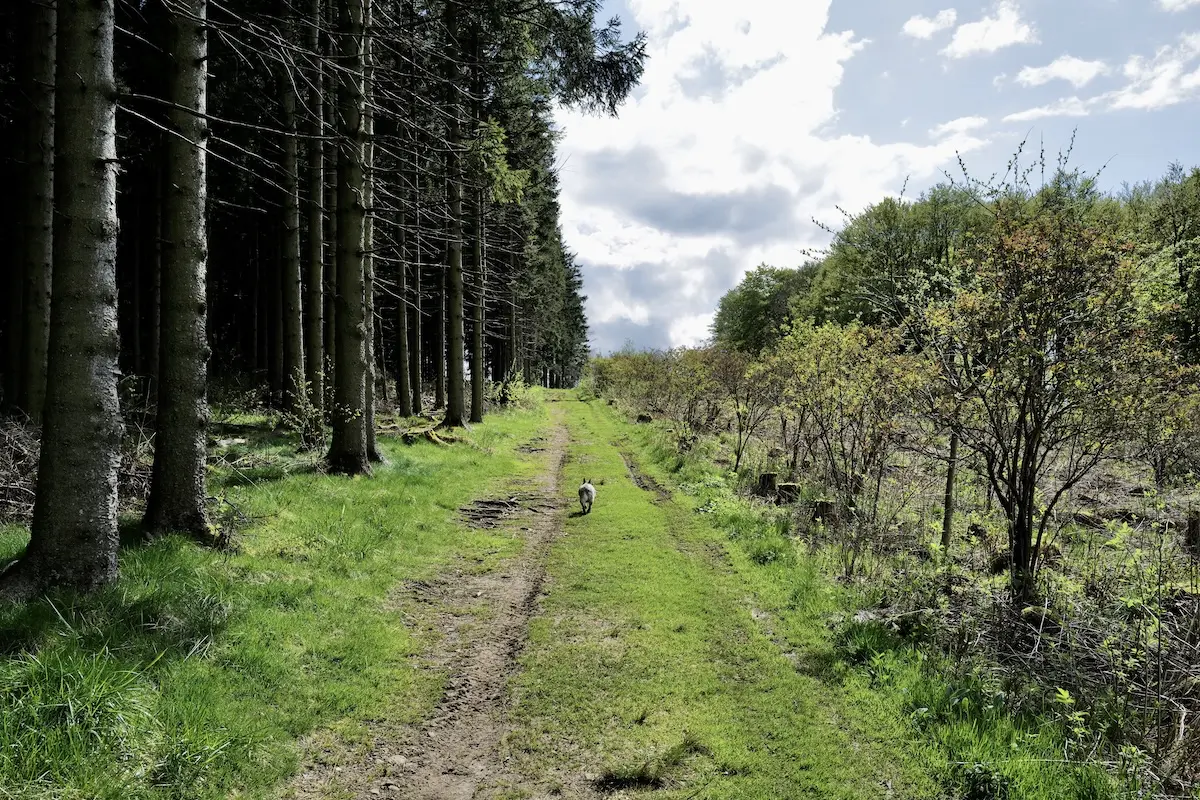 Wanderweg Extratour Gersfeld Hohe Hölle in der Rhön
