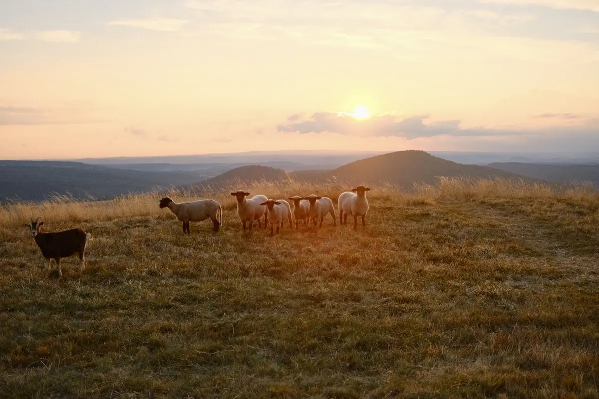 Wanderweg Extratour Gersfeld Schafe auf dem Simmelsberg in der Rhön