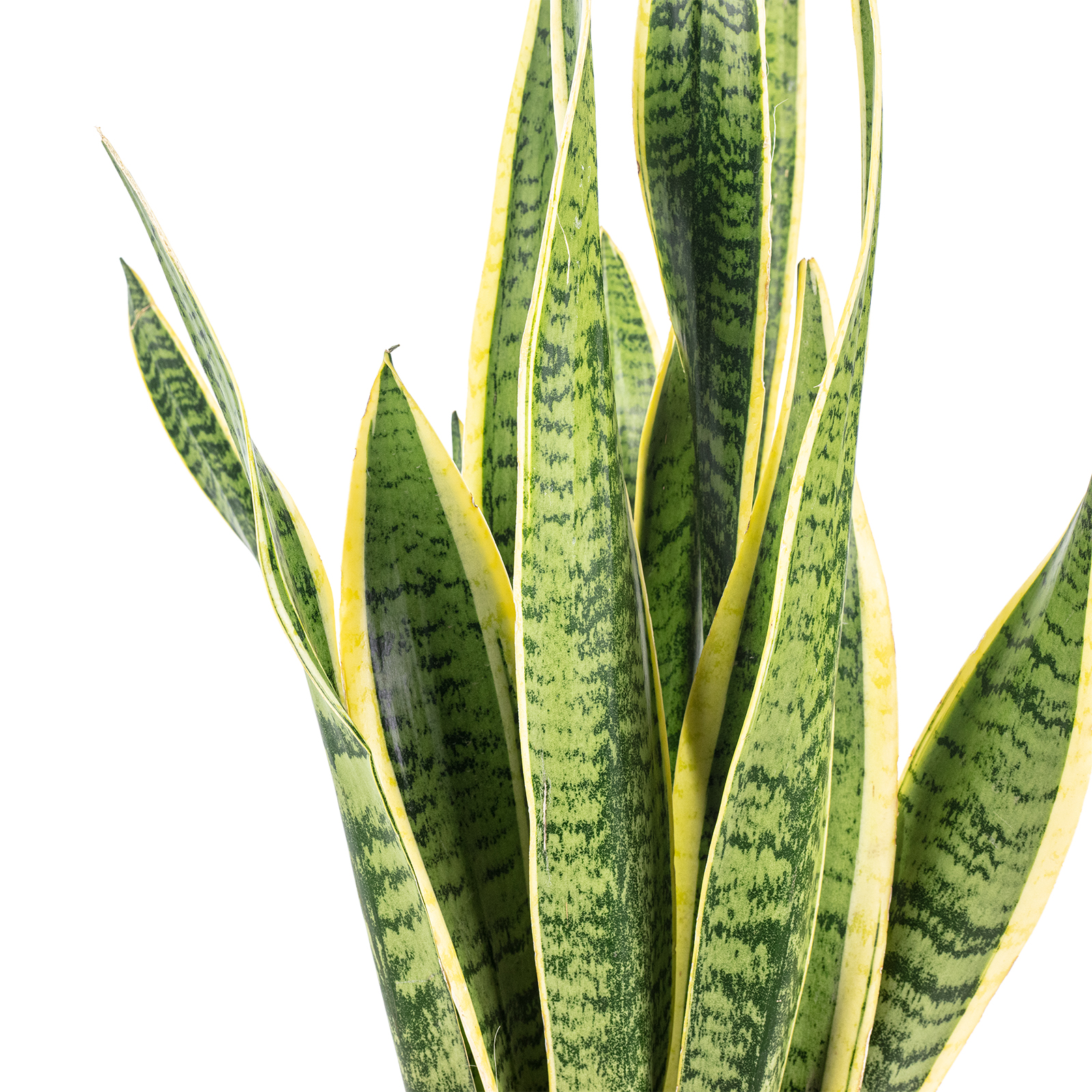 Bogenhanf - Sansevieria trifasciata Laurentii - Hhe ca. 65 cm, Topf- 17 cm