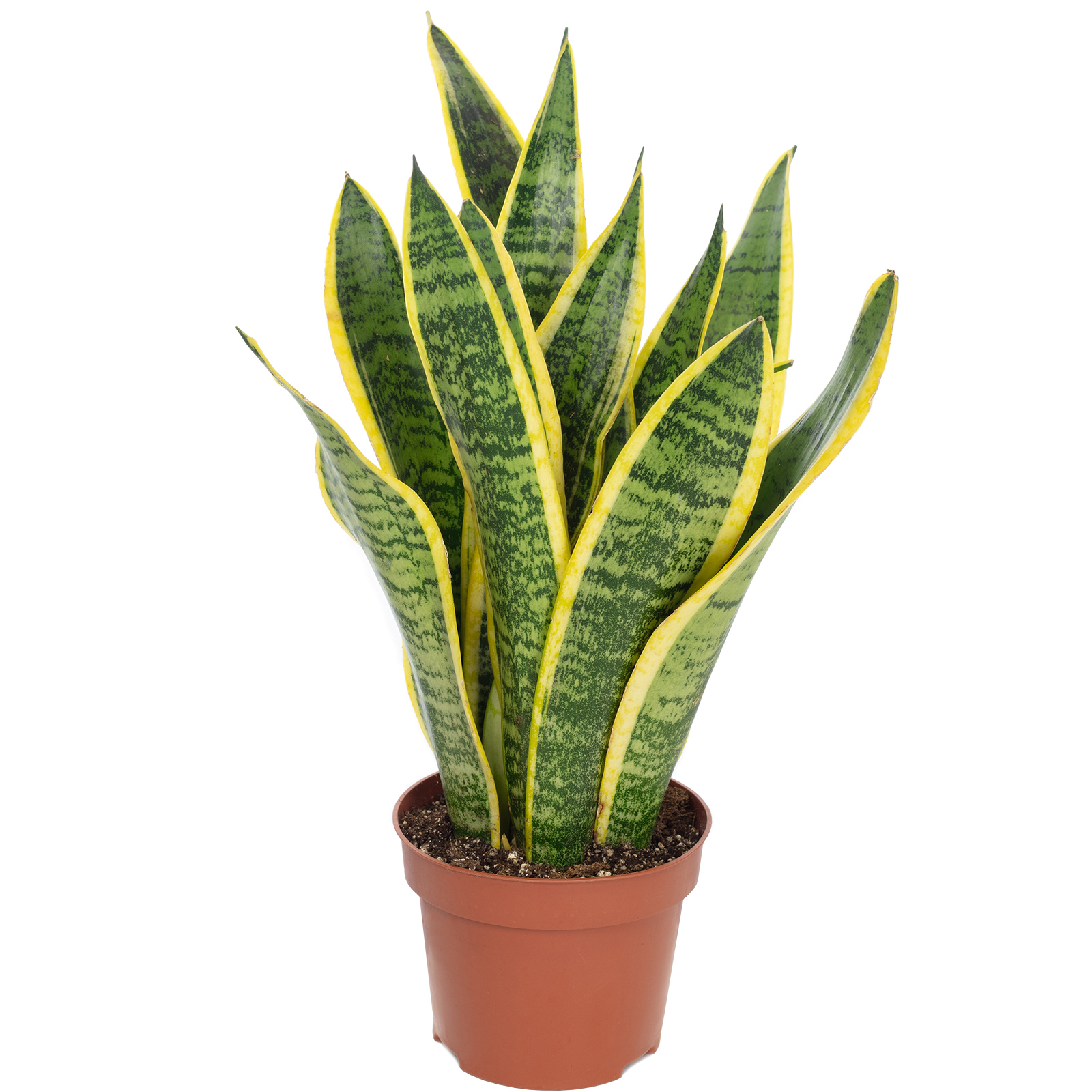 Bogenhanf - Sansevieria trifasciata Laurentii - Hhe ca. 35 cm, Topf- 12 cm