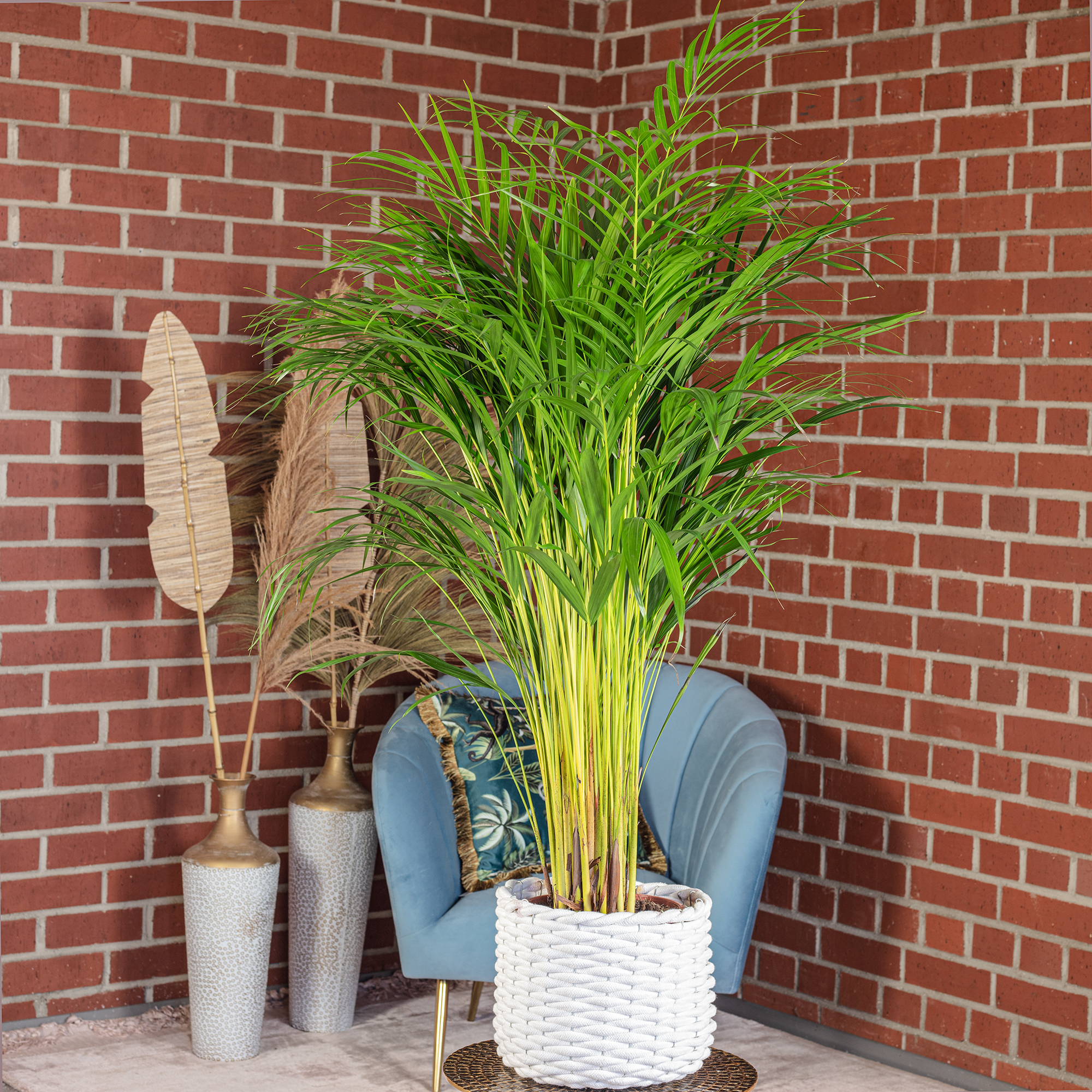 Goldfruchtpalme - Areca Dypsis Lutescens - Hhe ca. 100 cm, Topf- 21 cm |  eBay.de