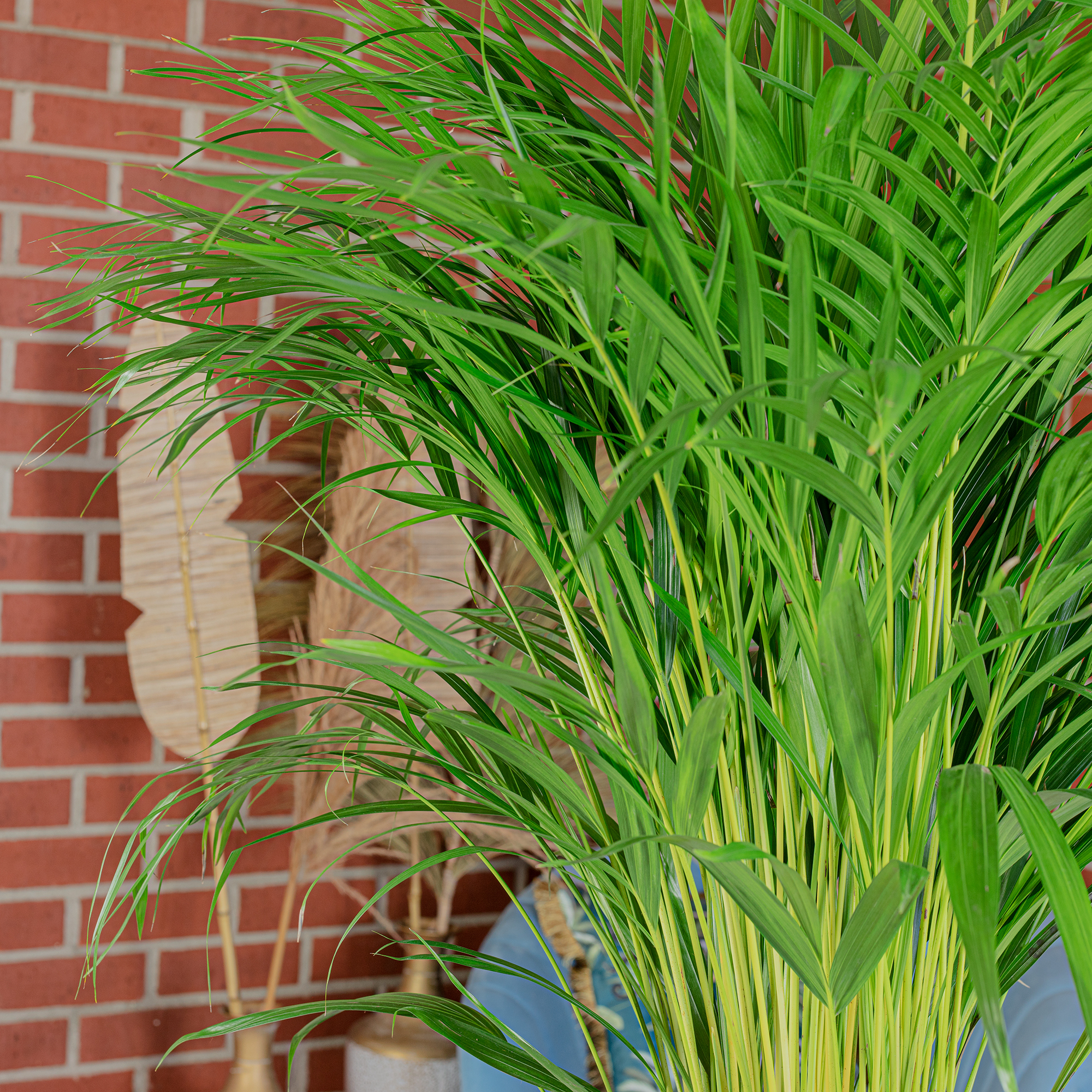 Goldfruchtpalme - Areca Dypsis Lutescens - Hhe ca. 100 cm, Topf- 21 cm |  eBay.de