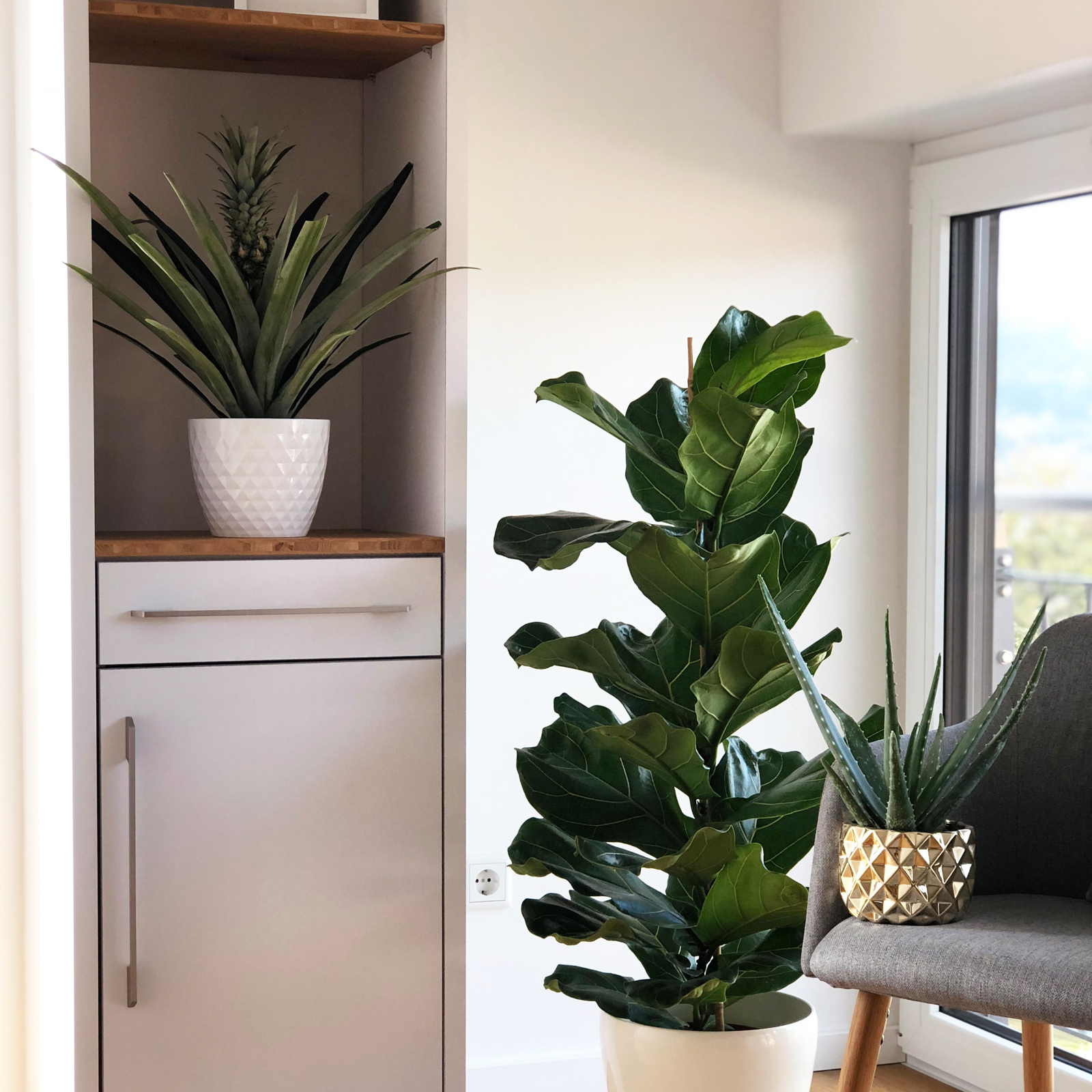 Paket] Topf, bepflanzt mit Ananas (mit Frucht) - Ananas Corona - Hhe ca.  45 cm, Topf- 12 cm | Flowerbox Pro Floristikbedarf Onlineshop (vormals  Blumenzentrale)
