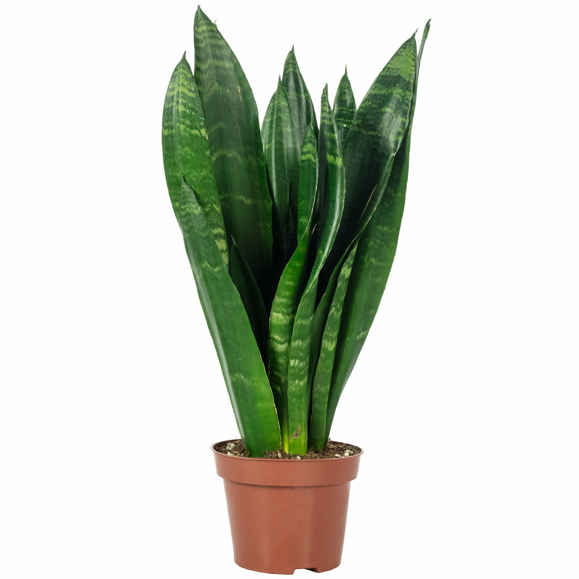 Bogenhanf - Sansevieria trif. Black Coral - Hhe ca. 35 cm, Topf- 12 cm |  eBay.de