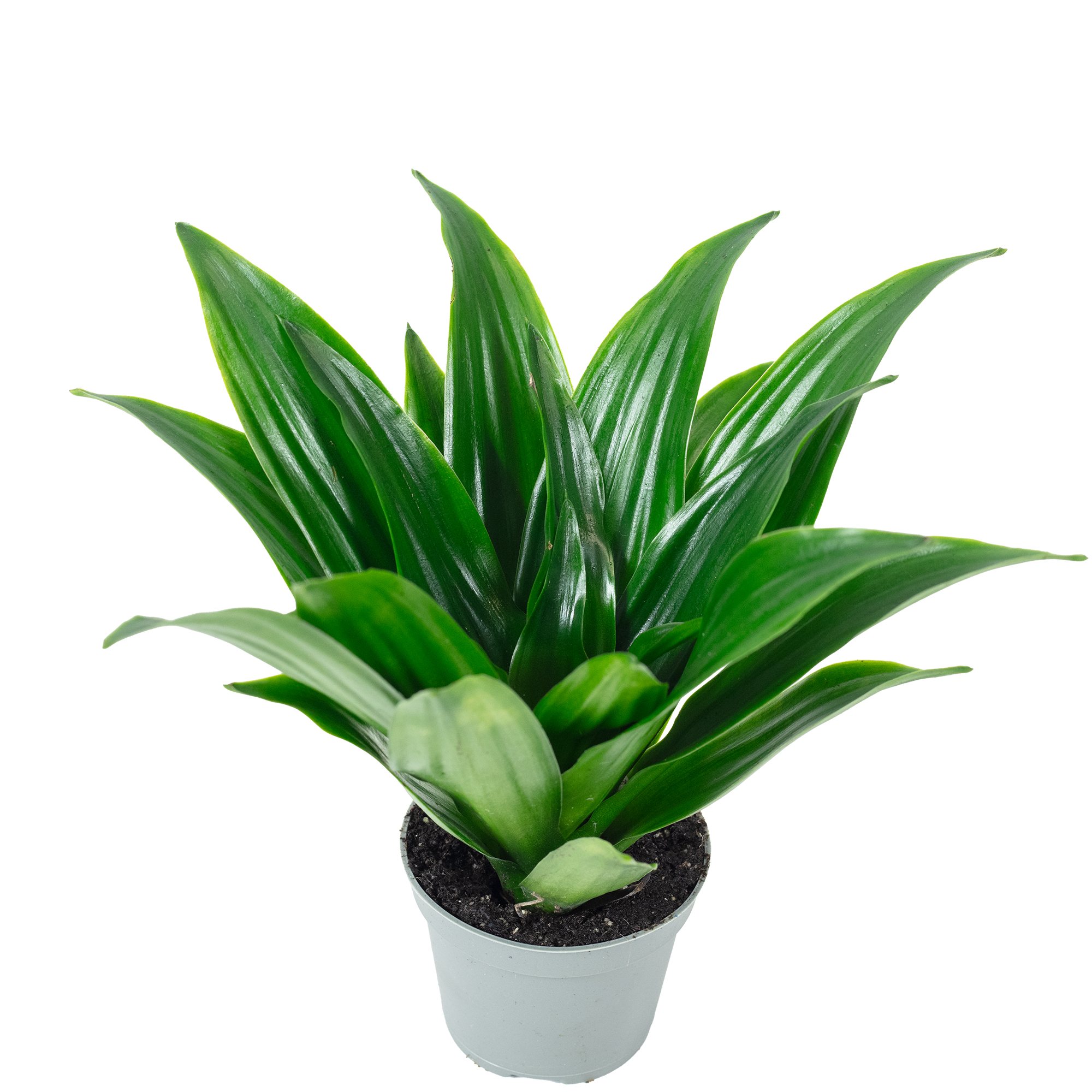 calathea sorter Calathea Roseopicta Dottie - Toronto House Plant Delivery main image 1