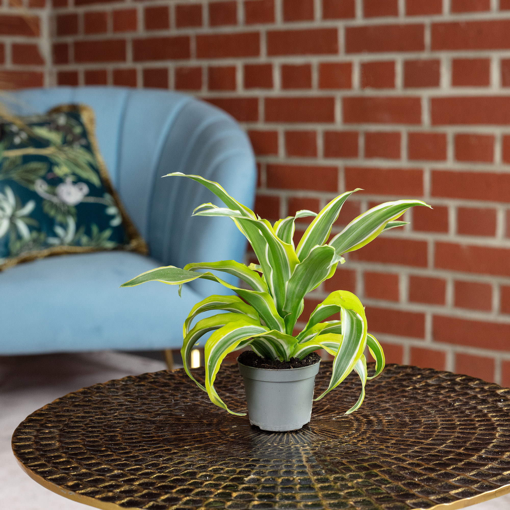 Drachenbaum Lemon Surprise - Dracaena Deremensis Fragrans Lemon Surprise -  Hhe | eBay