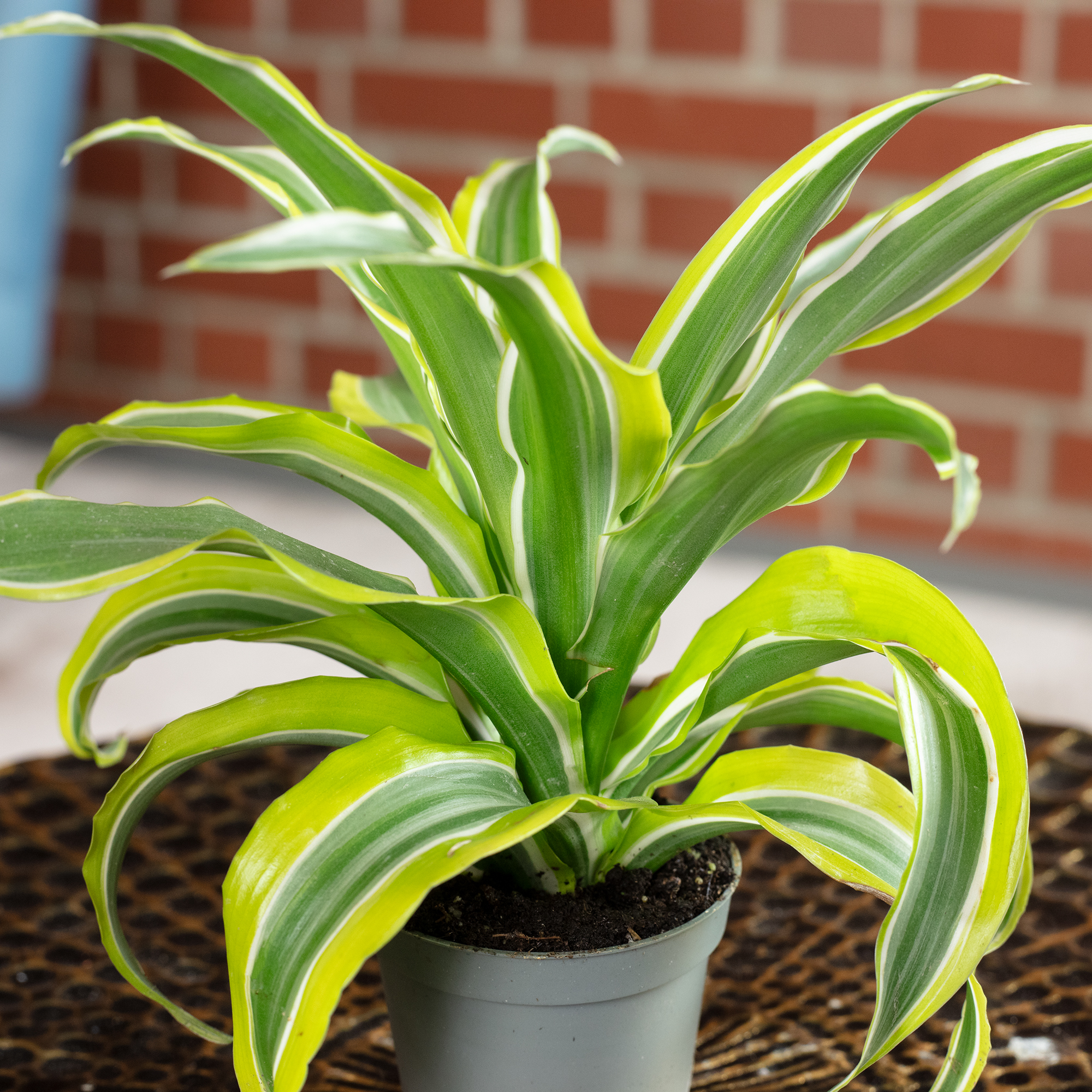 Drachenbaum Lemon Surprise - Dracaena Deremensis Fragrans Lemon Surprise -  Hhe | eBay