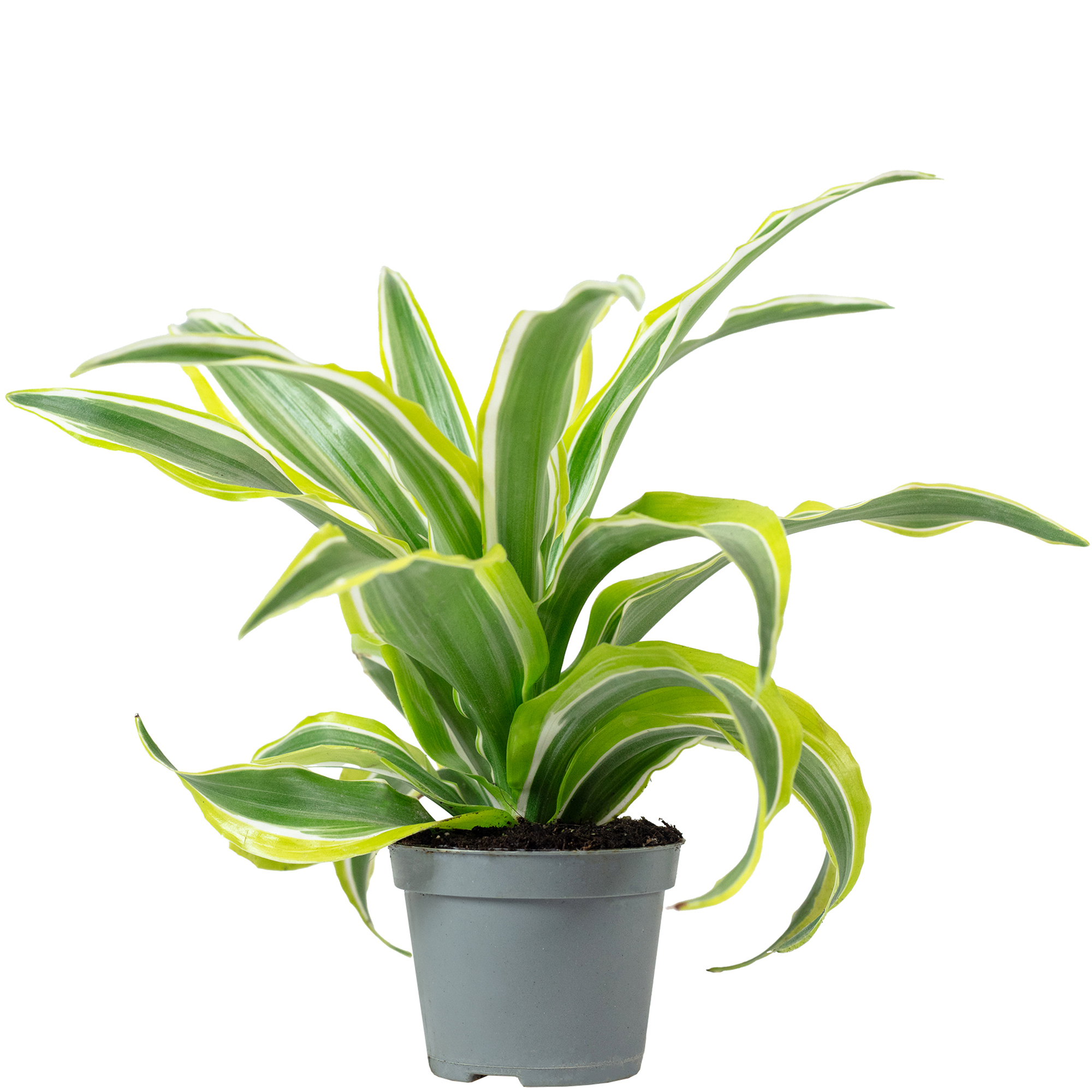 Drachenbaum Lemon Surprise - Dracaena Deremensis Fragrans Lemon Surprise -  Hhe | eBay