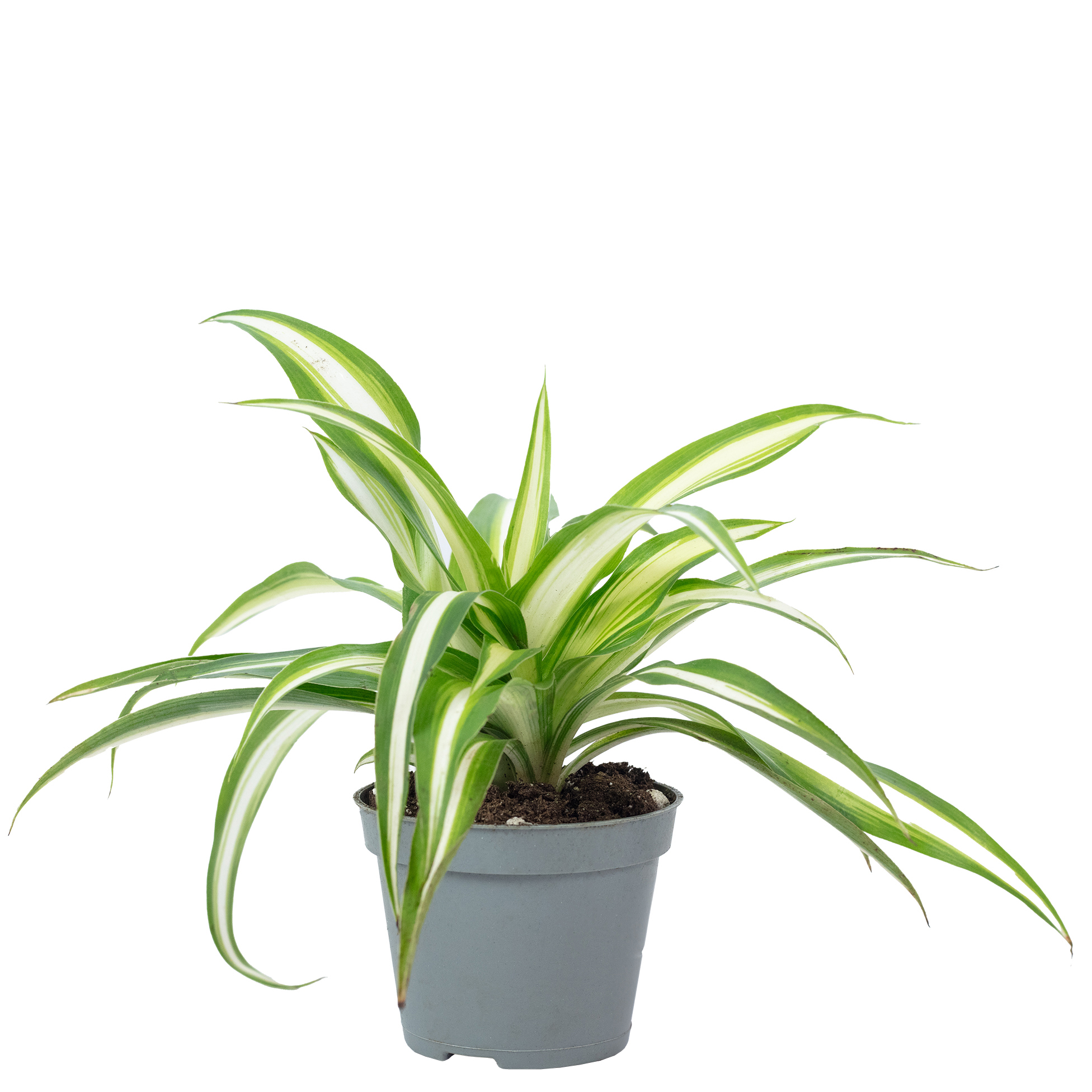 lemon lime monstera Monstera Lemon Lime