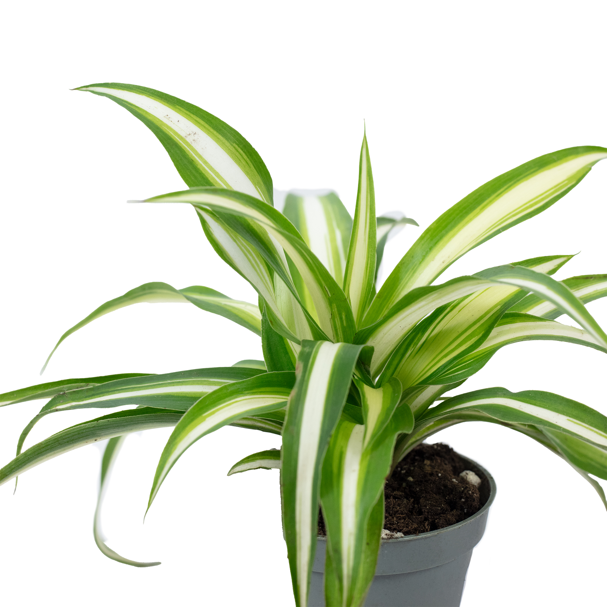 monstera bianca Monstera Super White