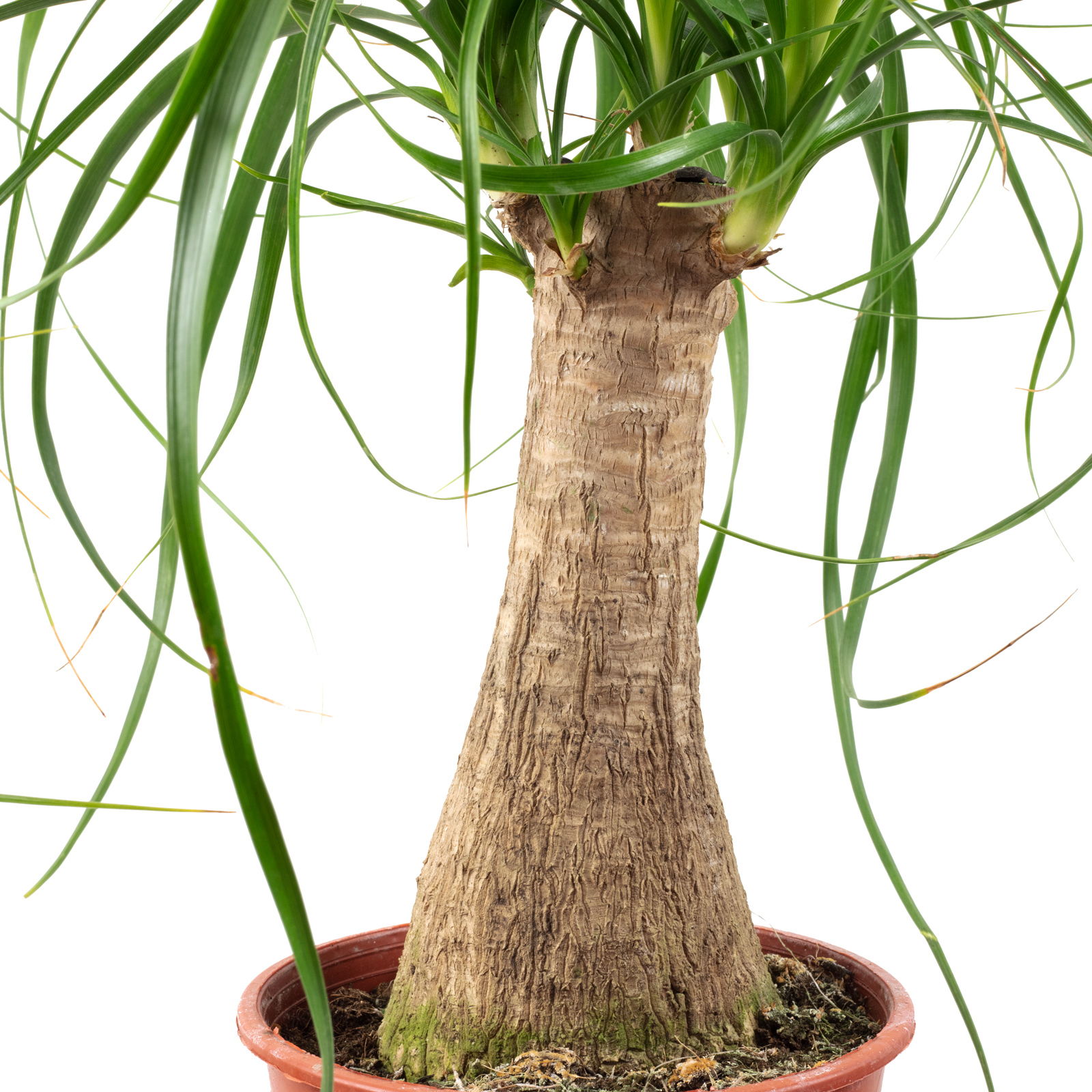 katzen drachenbaum Drachenbaum kaufen - Dracaena Marginata Zimmerpflanze Ø:21 H:120 cm main image 0