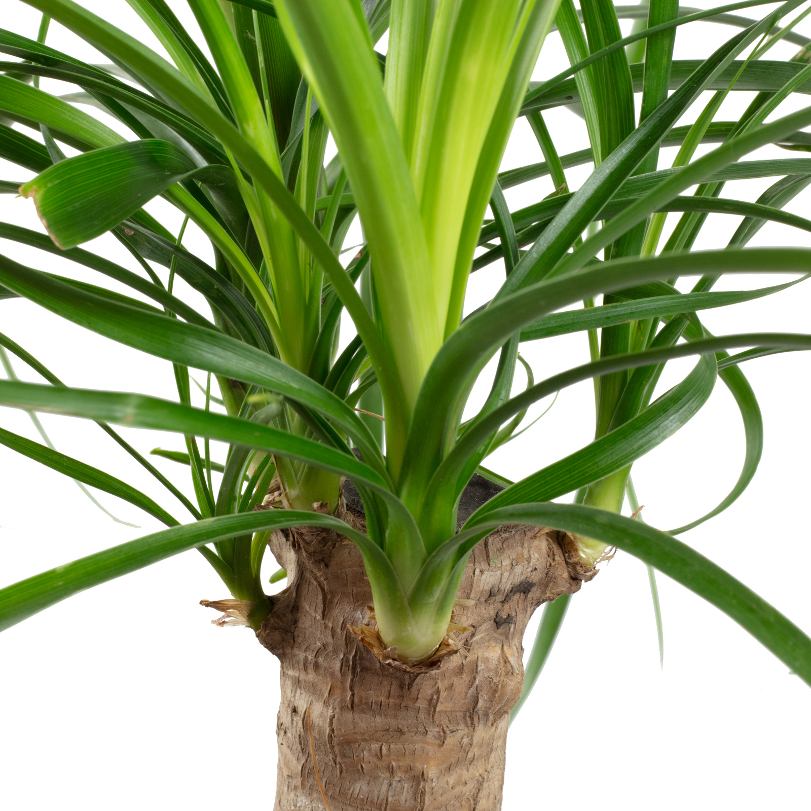 Elefantenfu 1-Stamm - Beaucarnea - Hhe ca. 40 cm, Topf- 14 cm |  Flowerbox Pro Floristikbedarf Onlineshop (vormals Blumenzentrale)