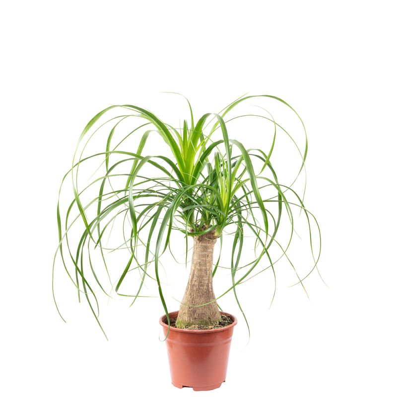 Elefantenfu 1-Stamm - Beaucarnea - Hhe ca. 40 cm, Topf- 14 cm |  Flowerbox Pro Floristikbedarf Onlineshop (vormals Blumenzentrale)