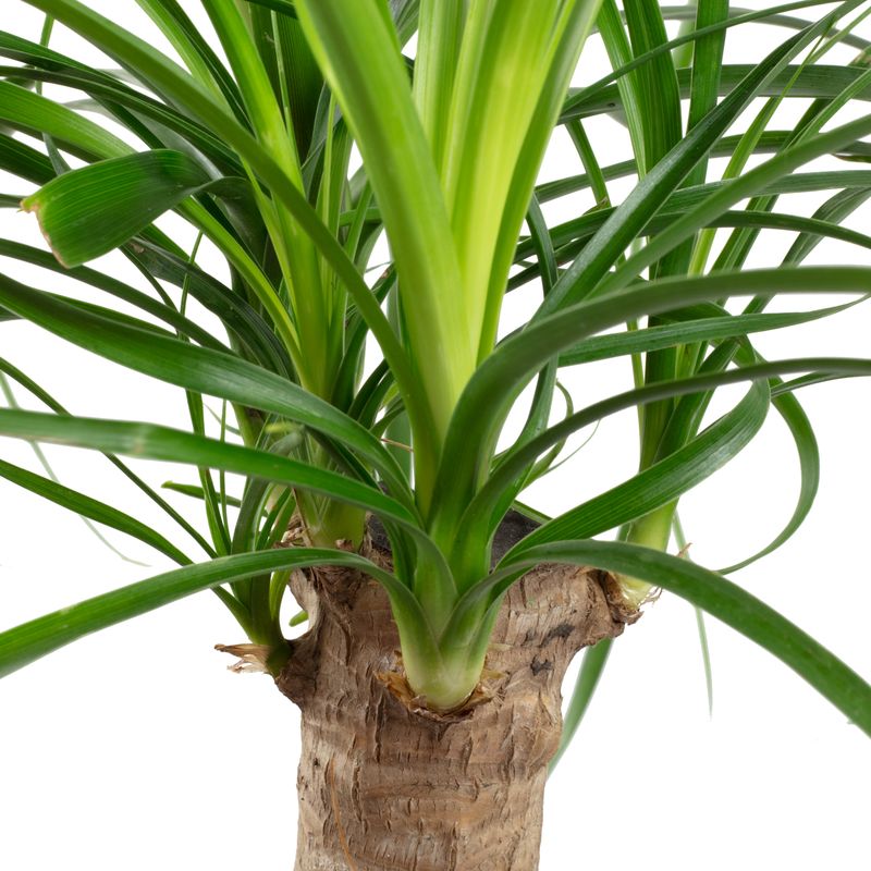 Elefantenfu 1-Stamm - Beaucarnea - Hhe ca. 40 cm, Topf- 14 cm |  Flowerbox Pro Floristikbedarf Onlineshop (vormals Blumenzentrale)