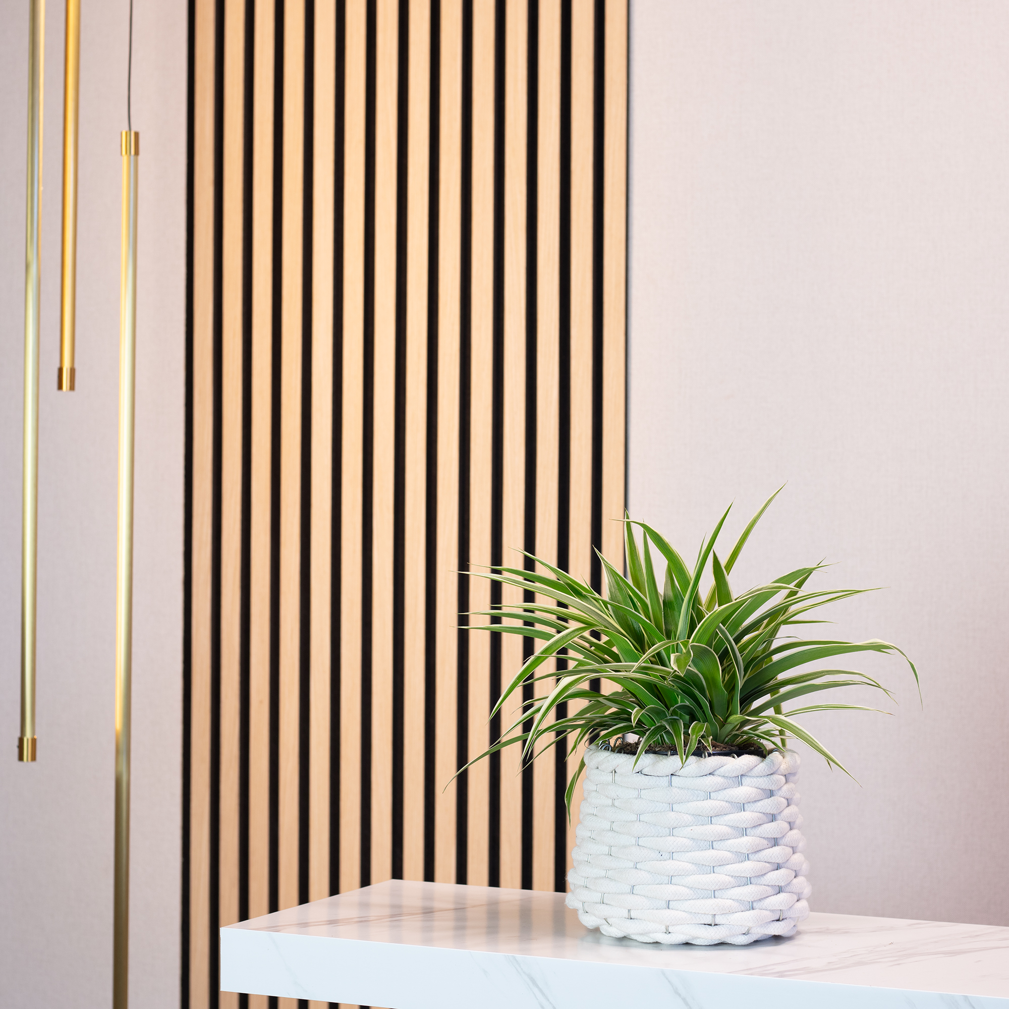 Chlorophytum Variegatum - Plante Araignée | Cadeau Plante D'Intérieur