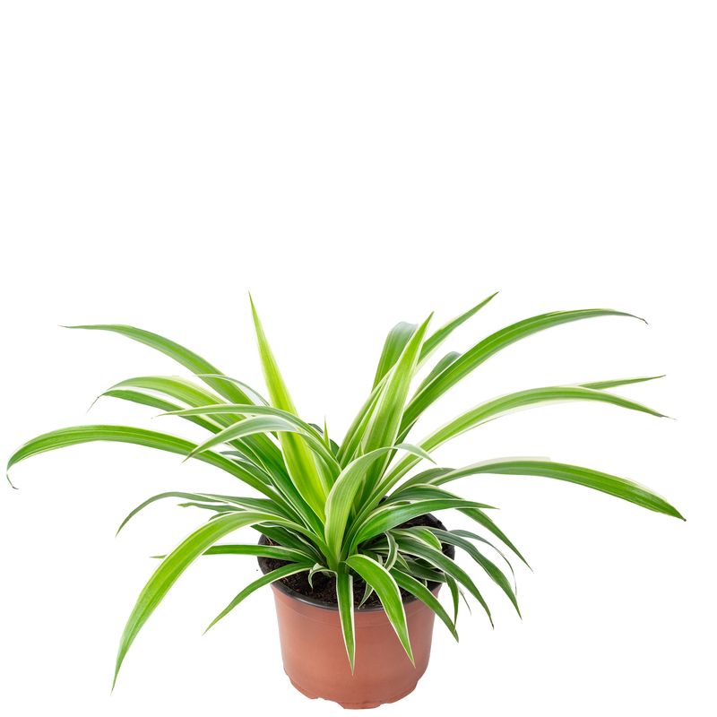 der gummibaum geschenkidee Weißbunter Gummibaum 'Tineke' kaufen main image 1