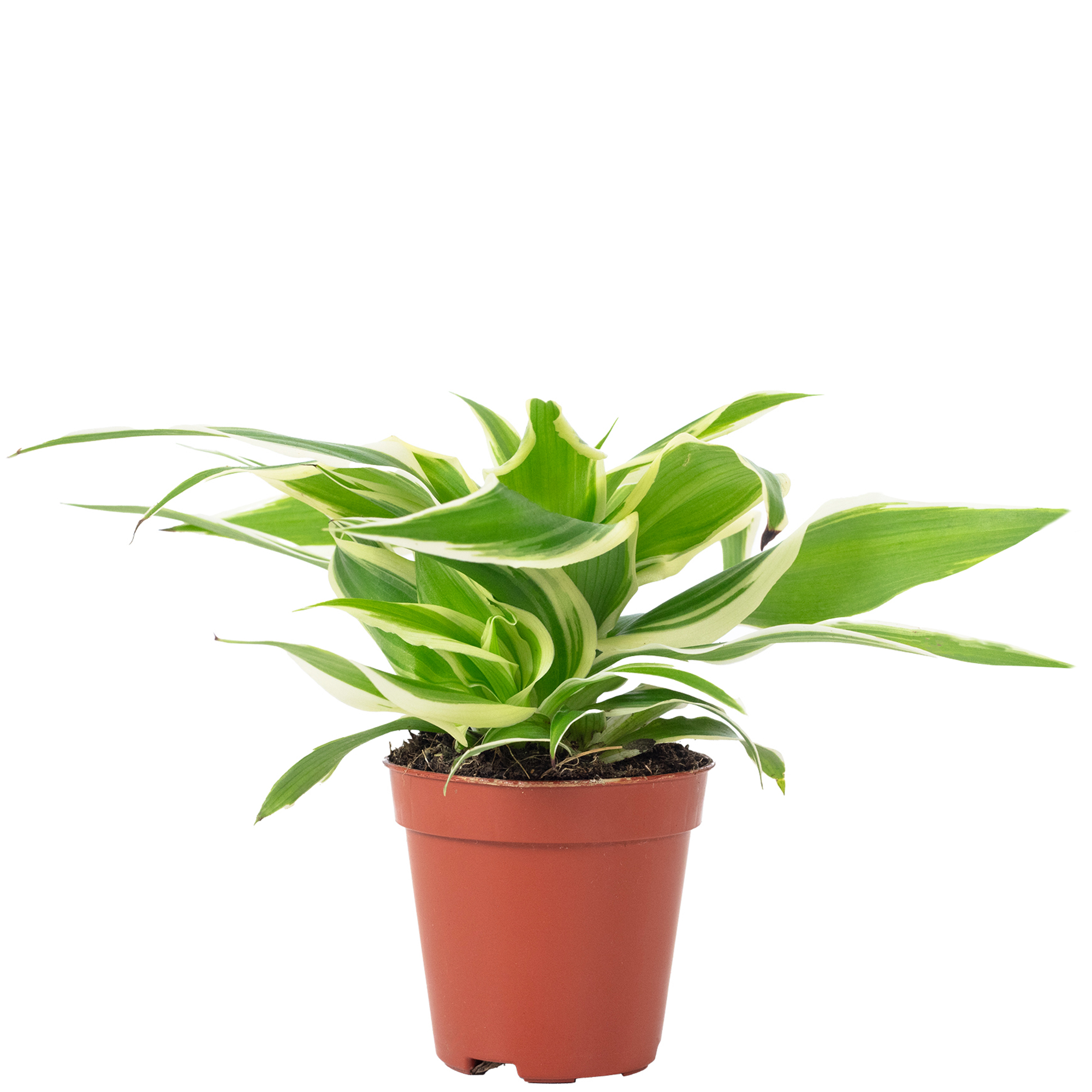 Grnlilie "Ocean" Smit Bambino - Chlorophytum ocean - Hhe ca. 15 cm,  Topf- 5,5 | eBay
