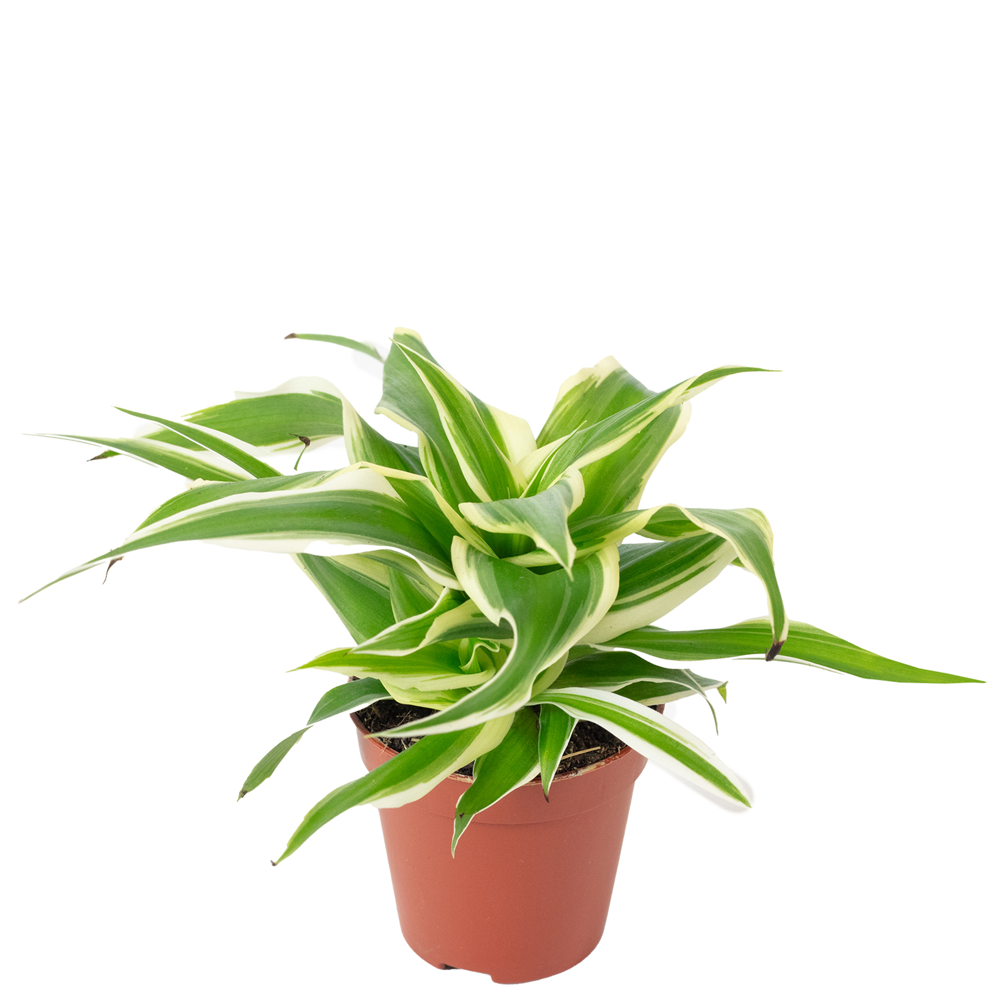 Grnlilie "Ocean" Smit Bambino - Chlorophytum ocean - Hhe ca. 15 cm,  Topf- 5,5 | eBay.de