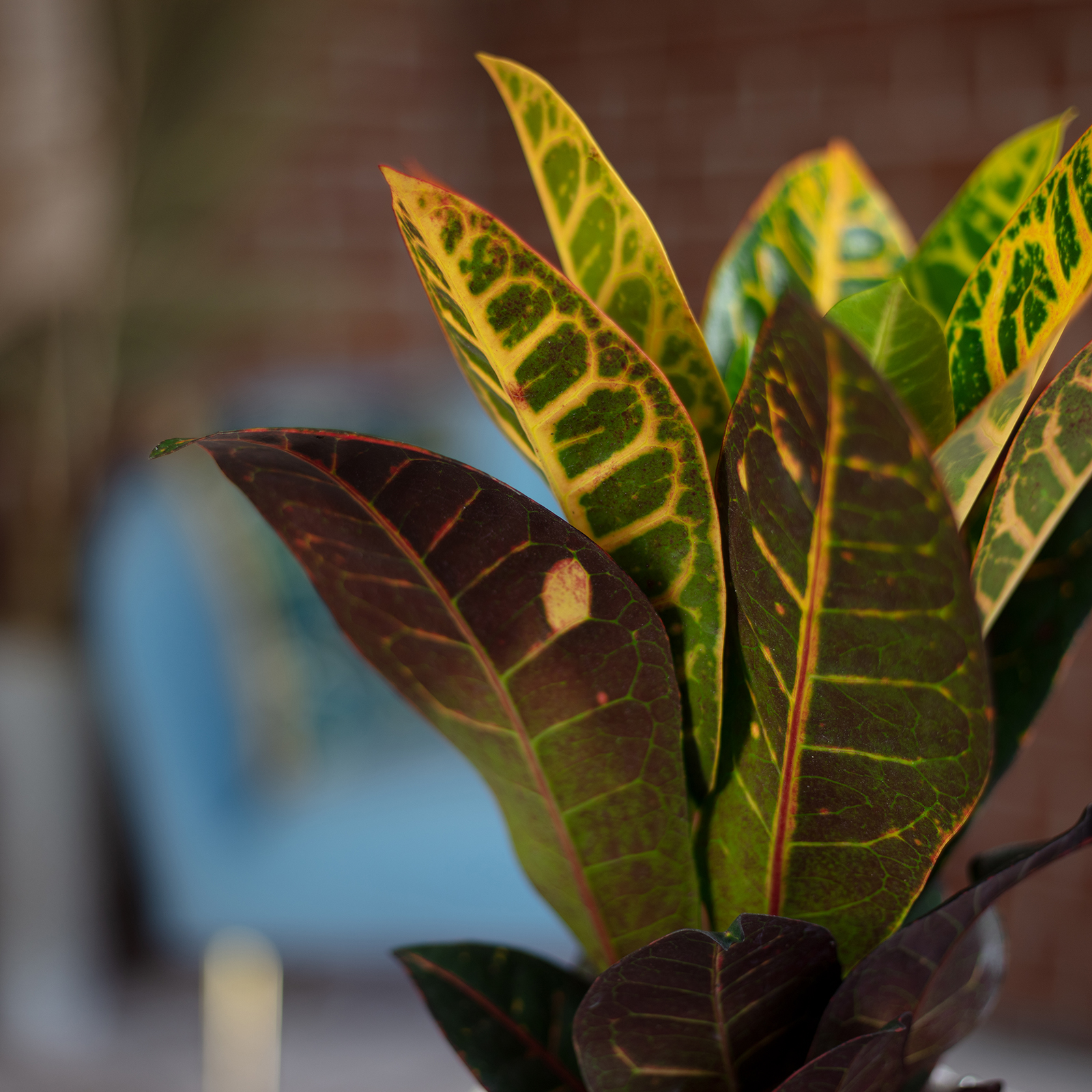 zimmerpflanzen maranta Maranta 'Fascinator' main image 0