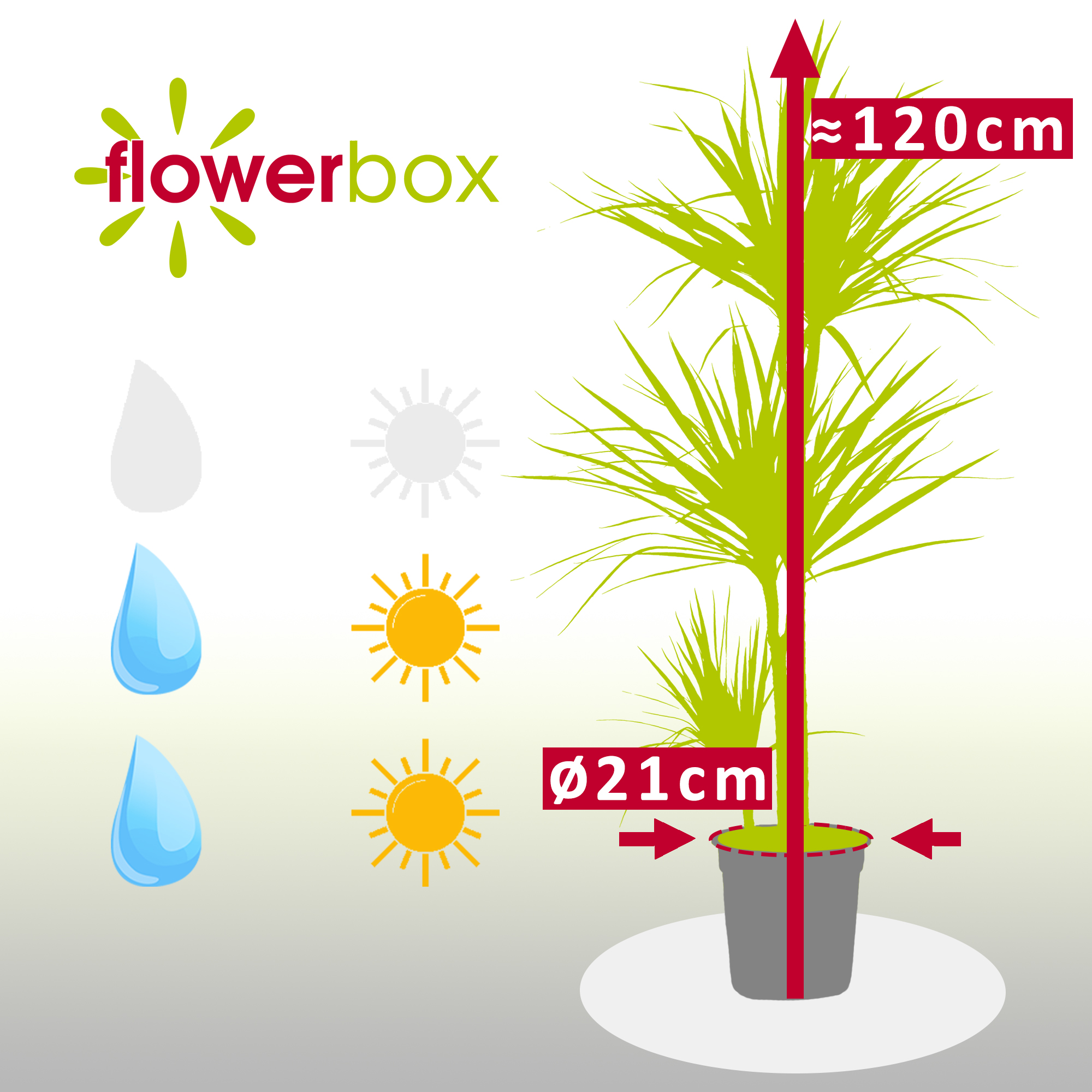 glcksfeder wenig licht Glcksfeder - Zamioculcas :24 H:90 cm - Pflanzen sicher zu dir nach Hause