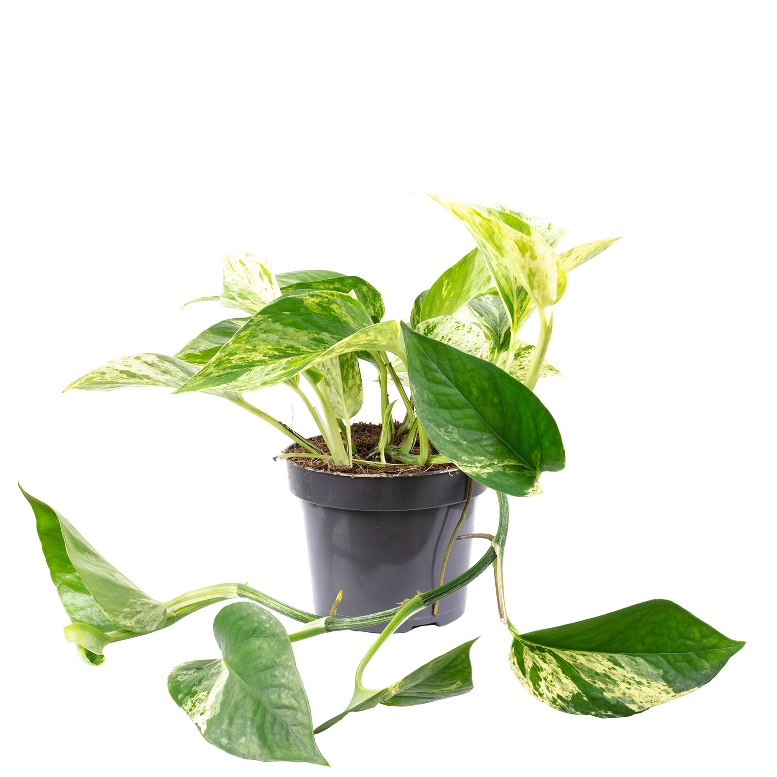 Efeutute - Epipremnum aureum - Hhe ca. 15 cm, Topf- 12 cm | eBay.de