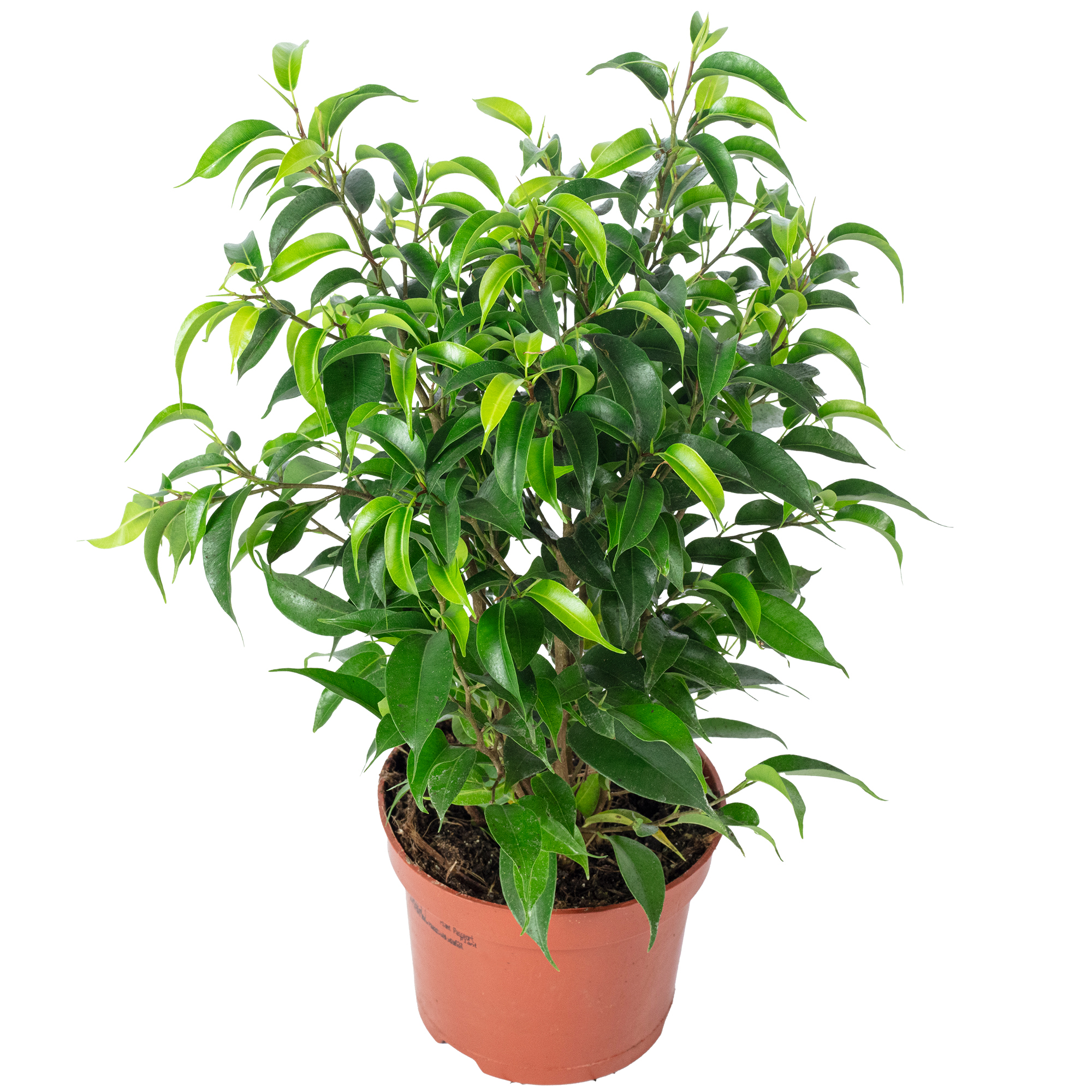 künstlicher bambus Künstlicher Bambus 91cm dekorative Kunstpflanze für Wohnzimmer Büro Sc main image 0