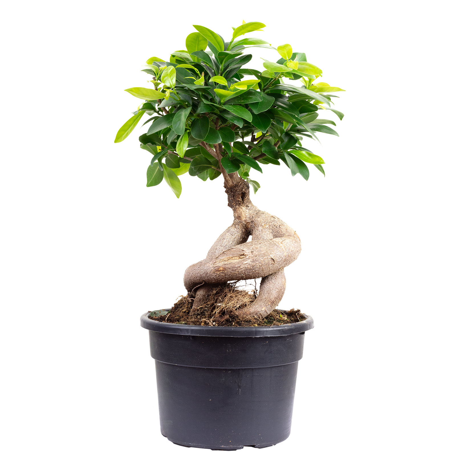 drzewko bonsai duze Drzewko Bonsai Sztuczne Duże 130cm Jak Żywe main image 0