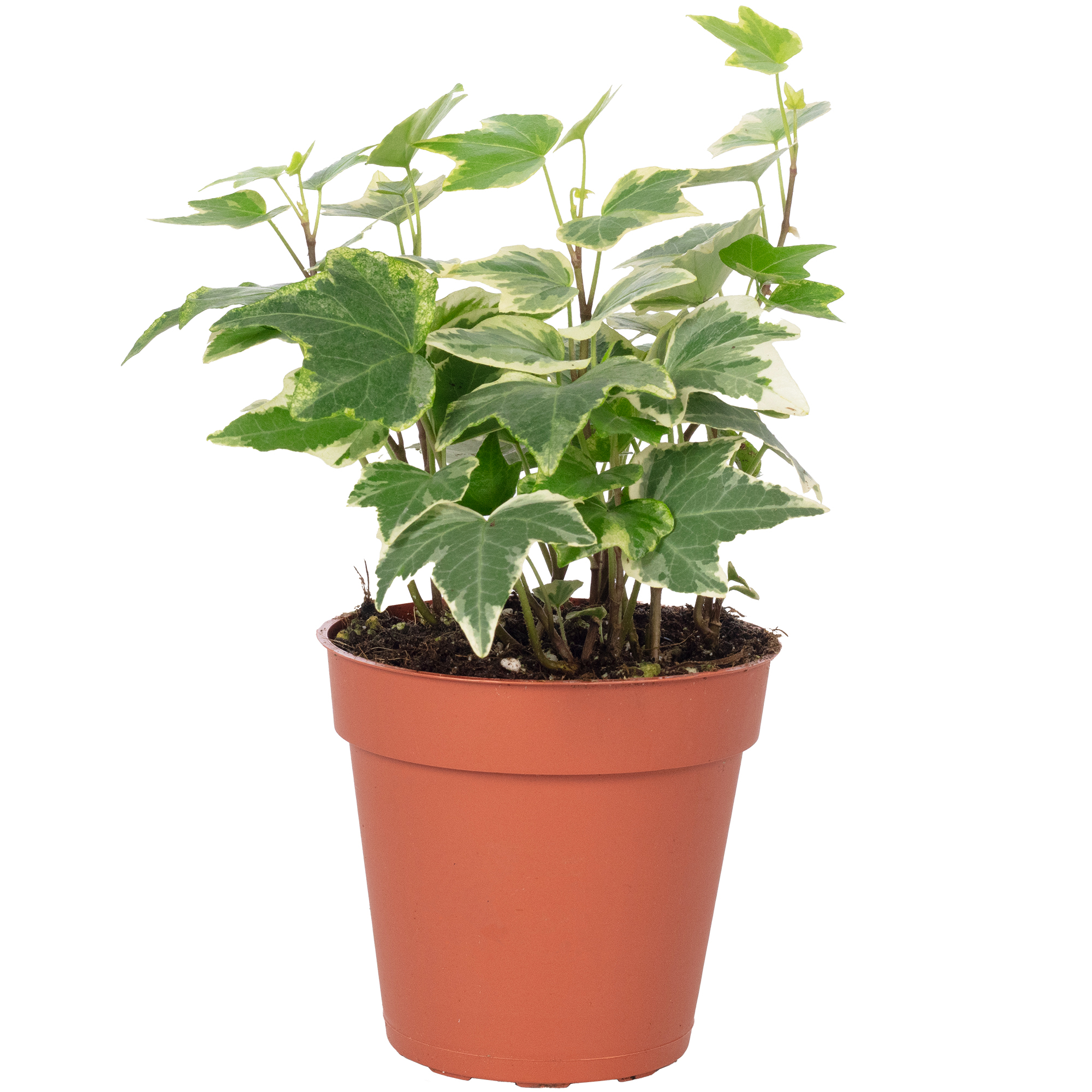 fargesia asian wonder Asian Wonder' bamboo / Fargesia 'Asian Wonder' – Howbert & Mays main image 0