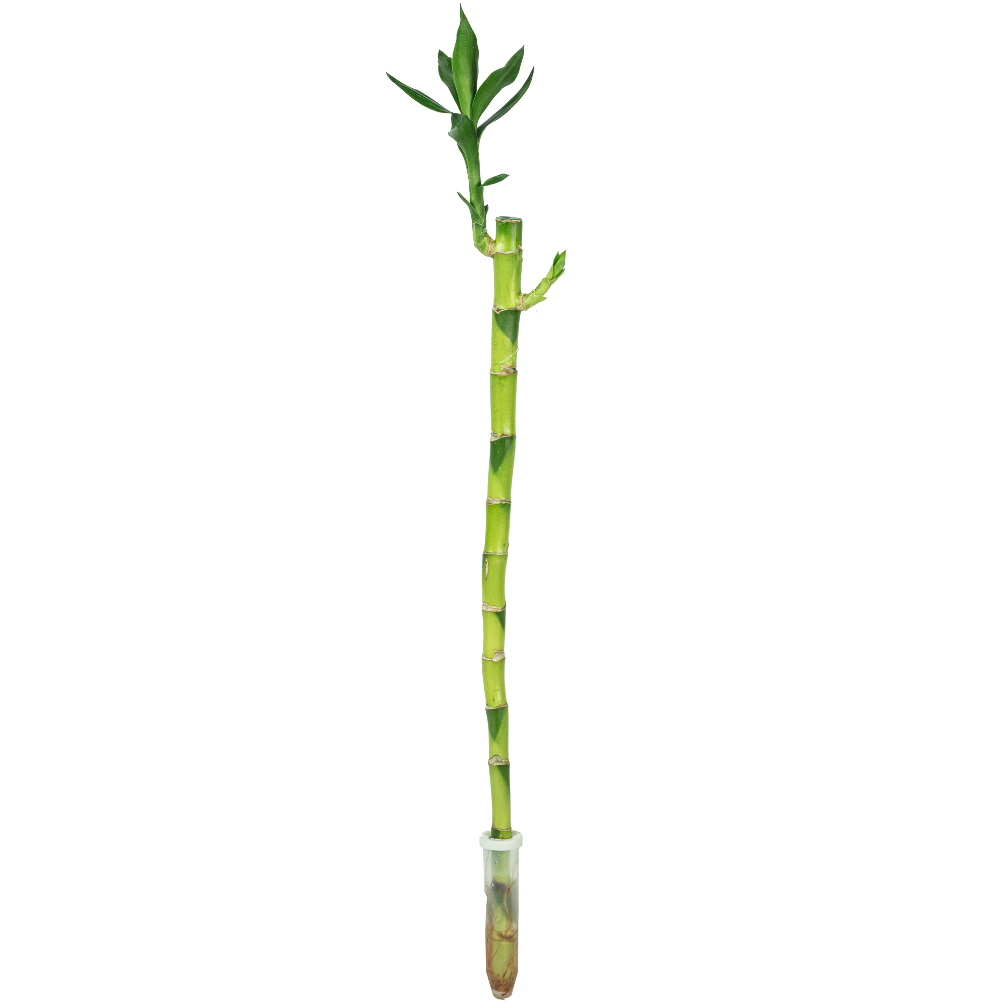Glcksbambus "Lucky Bamboo" gerader Stengel, im Rhrchen - Dracaena  Sanderiana - Hhe ca. 50 cm, Topf- 5 cm | Flowerbox Pro Floristikbedarf  Onlineshop (vormals Blumenzentrale)