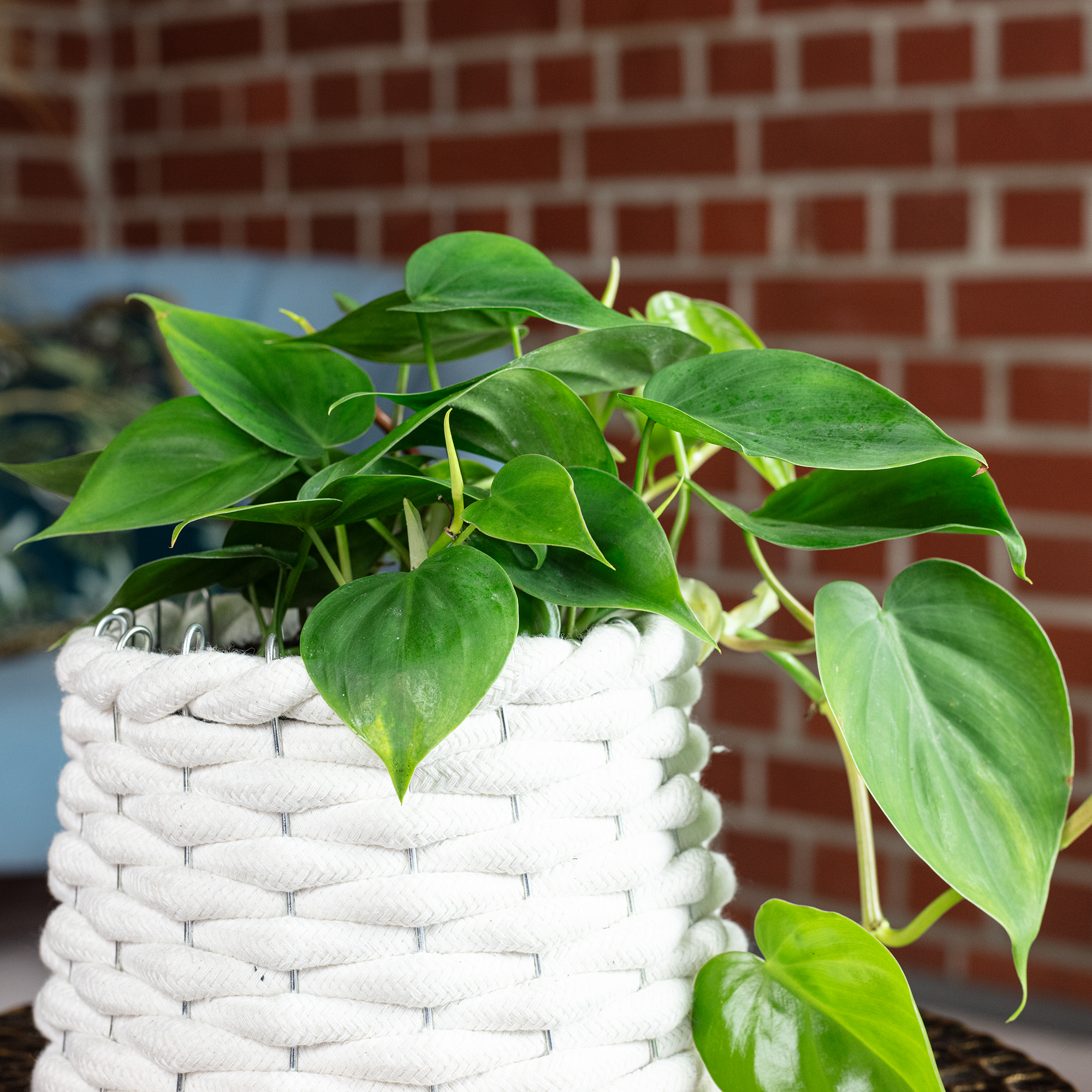 Baumfreund - Philodendron scandens - Hhe ca. 20 cm, Topf- 12 cm | eBay