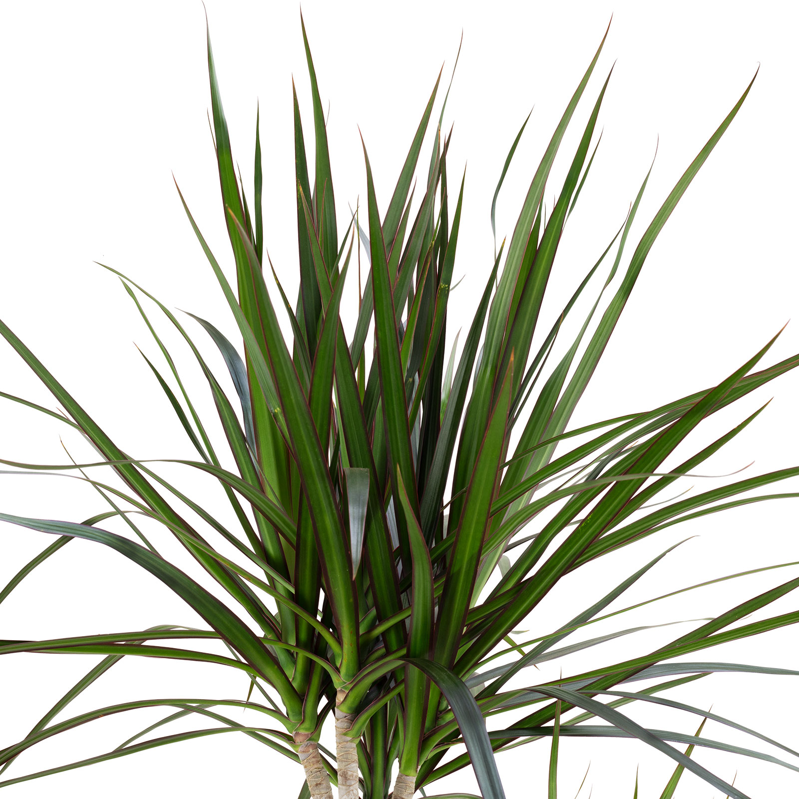 kaktus for friends wo kaufen Cactus Opuntia | 120cm | Online kaufen